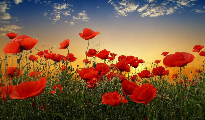 Fotka - 11.11. Deň vojnových veteránov – Deň červených makov – Spomienka na padlých vo vojne