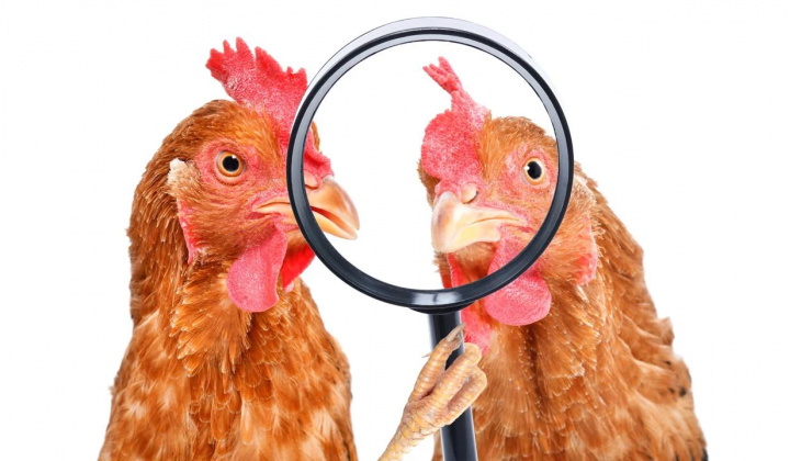 Fotka - Regionálna veterinárna a potravinová správa SL - Výzva chovateľom hydiny