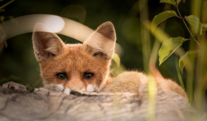 Fotka - Orálna vakcinácia líšok proti besnote - jarná kampaň 